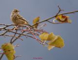 Wiesenpieper (5)